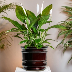 Doniczka Beczka wys. 14cm, średnica 15cm - Ta przepiękna doniczka przyciąga uwagę swoim unikalnym designem, który doskonale imituje kształt tradycyjnej beczki.